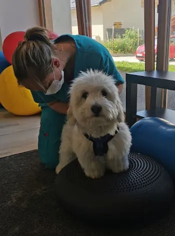 Chien sur un ballon de rééducation